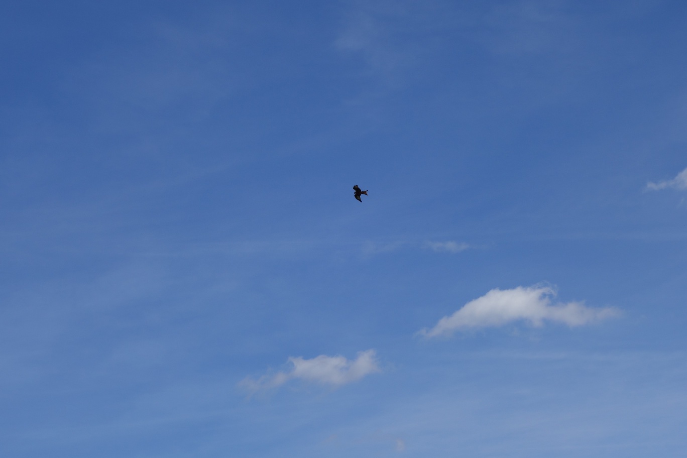 Greifvögel kreisen über den weiten Felder und Wiesen