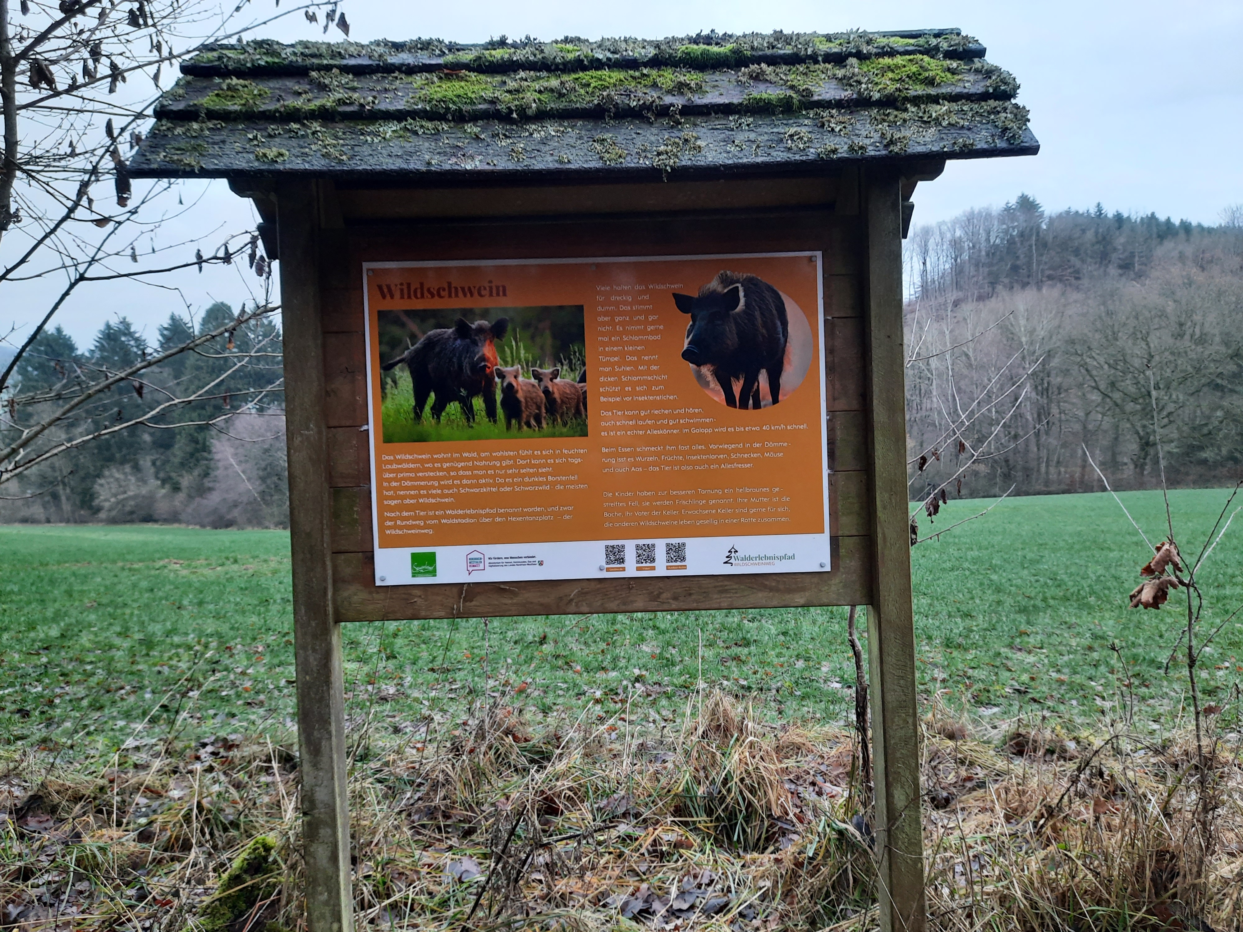Infotafel Wildschweinweg ©M.Kind.jpg Infotafel Wildschweinweg ©M.Kind.jpg