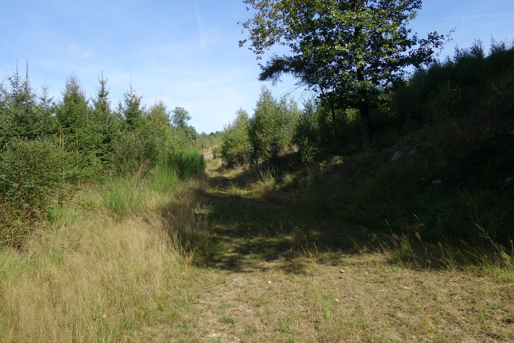 Teilweisen auf einem naturnahen Pfad geht es durch hohe Gräser.