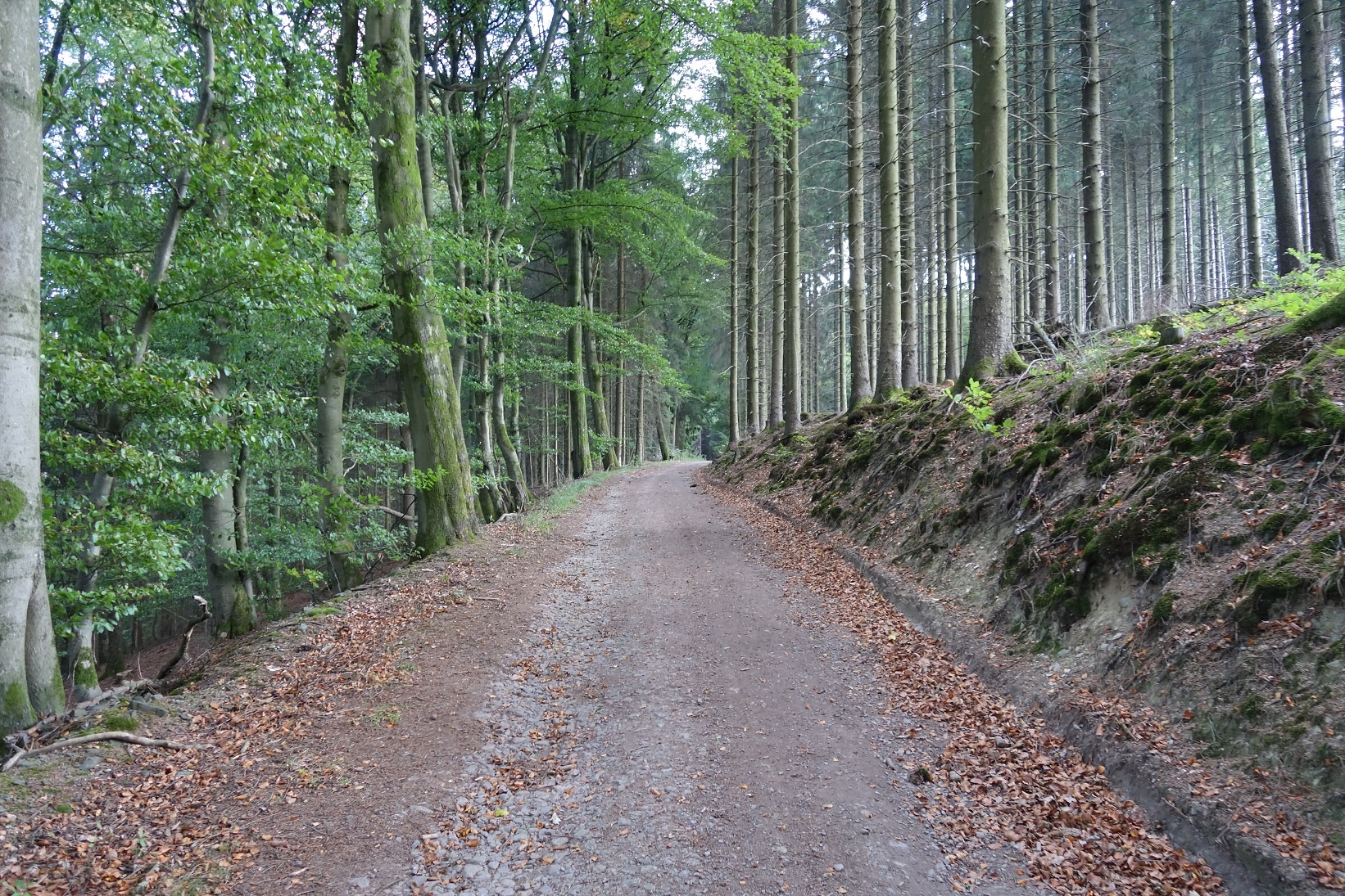 Links der schöne Buchenwald, rechts der mystisch wirkende Nadelwald