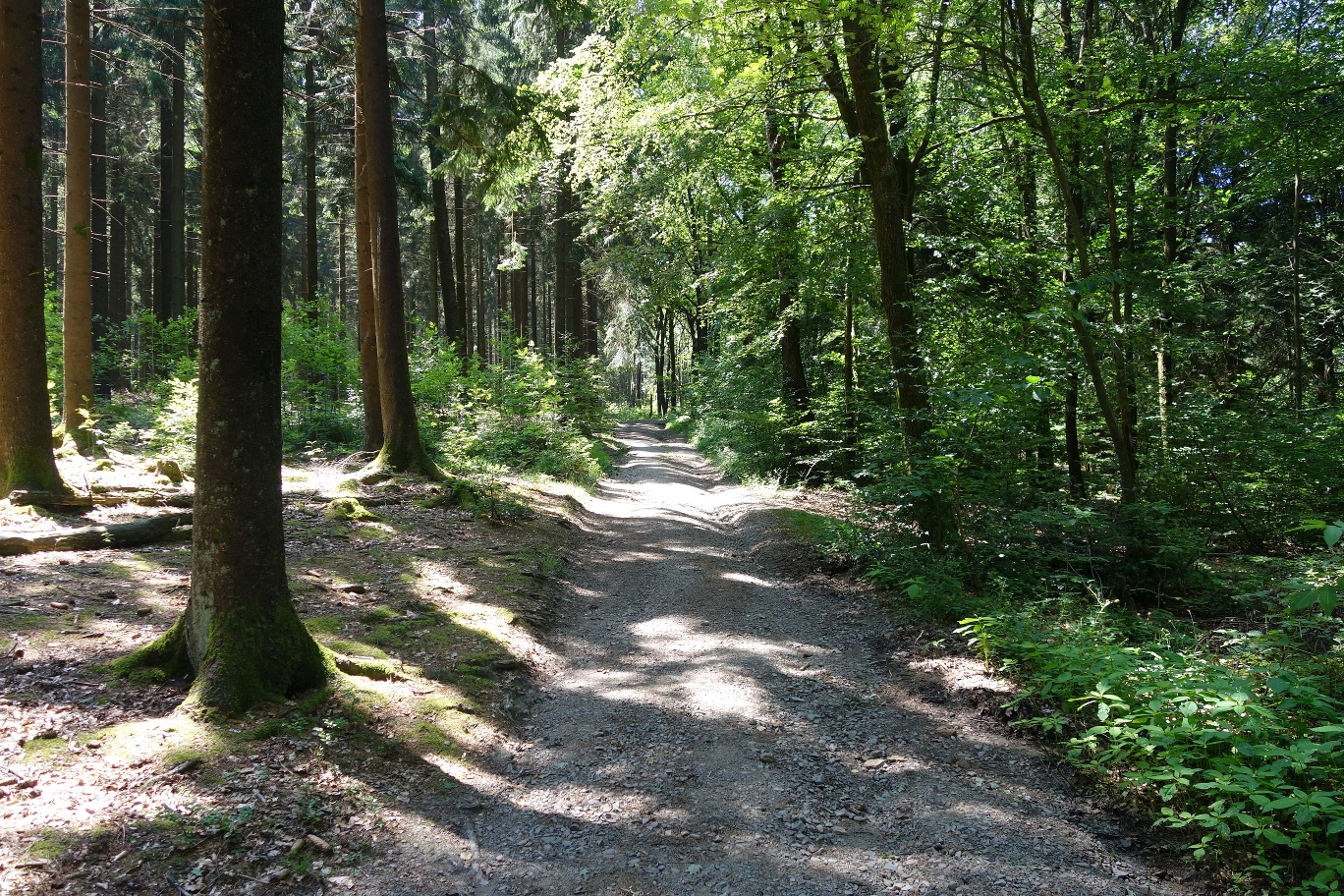 Natur pur im Wienhagener Wald