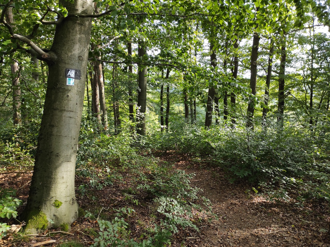 Wegeverlauf durch einen Buchenwald Wegeverlauf durch einen Buchenwald