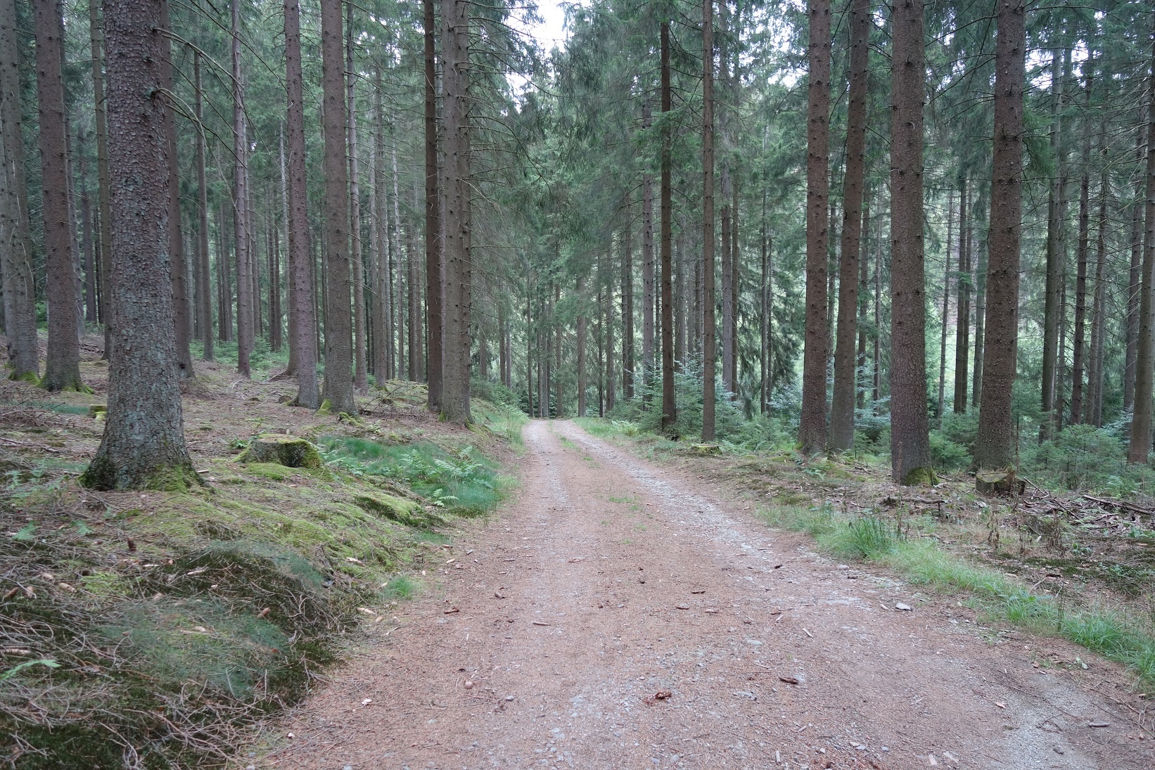 Durch die Wälder führt der Weg von der Jubachtalsperre hinauf nach Belkenscheid
