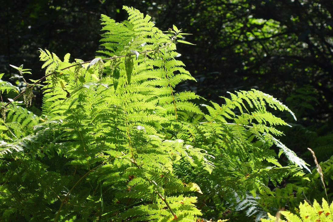 Saftig grüne Natur im Kerspetal