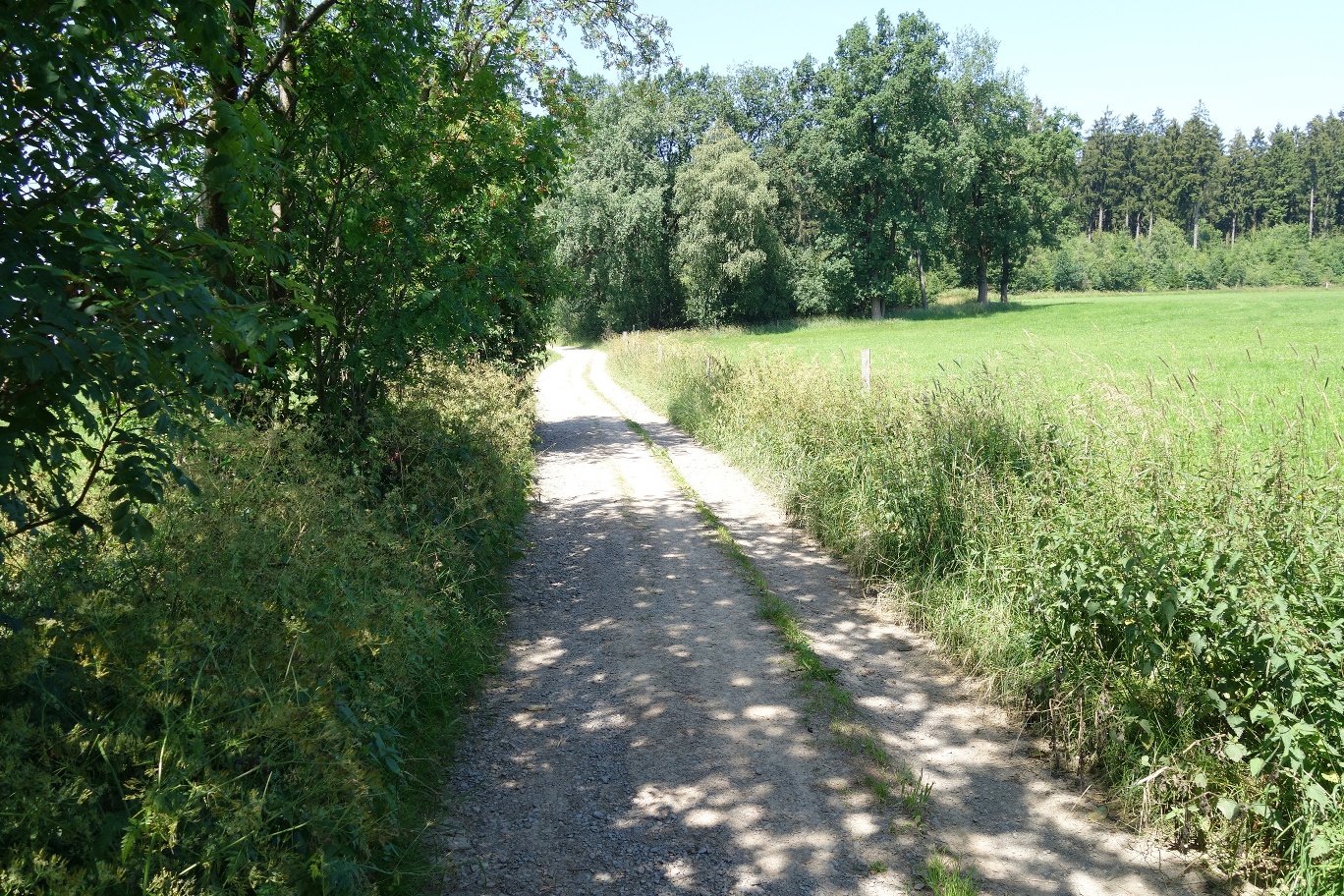 Gemütlich schlendern kann man auf dem Forstwegen zwischen Wald und Wiesen
