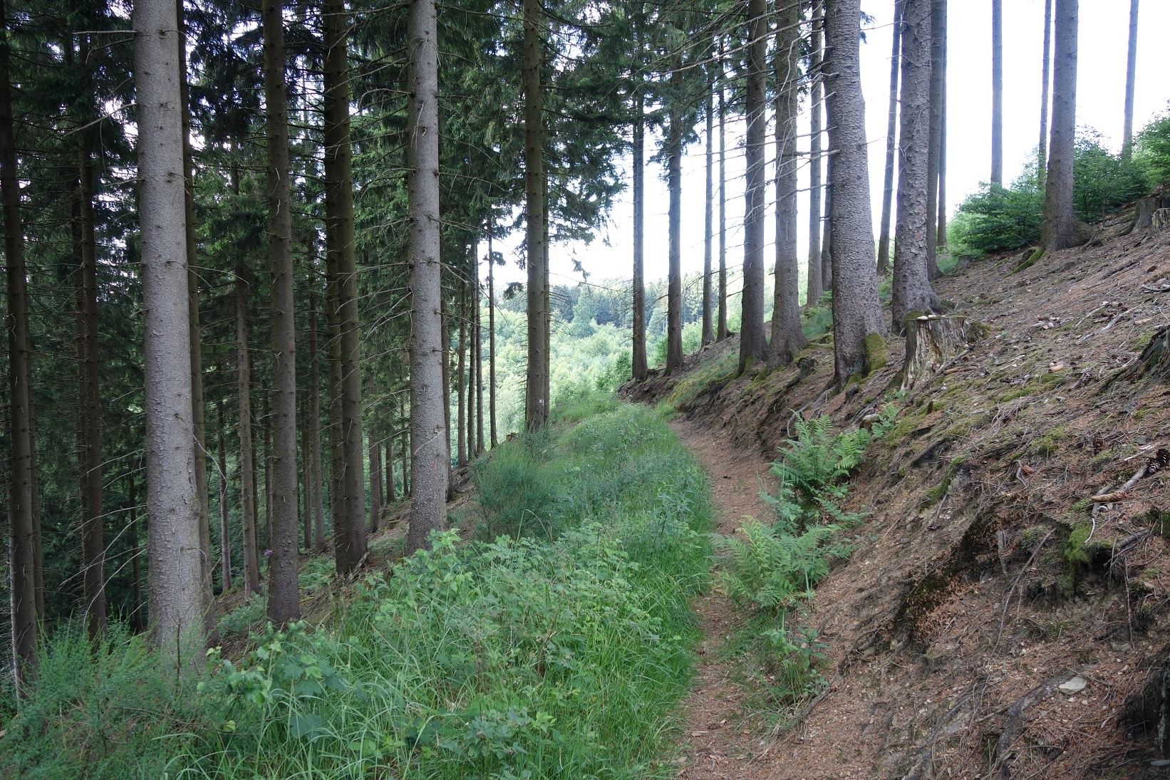 Durch die Wälder entlang der Hänge Durch die Wälder entlang der Hänge