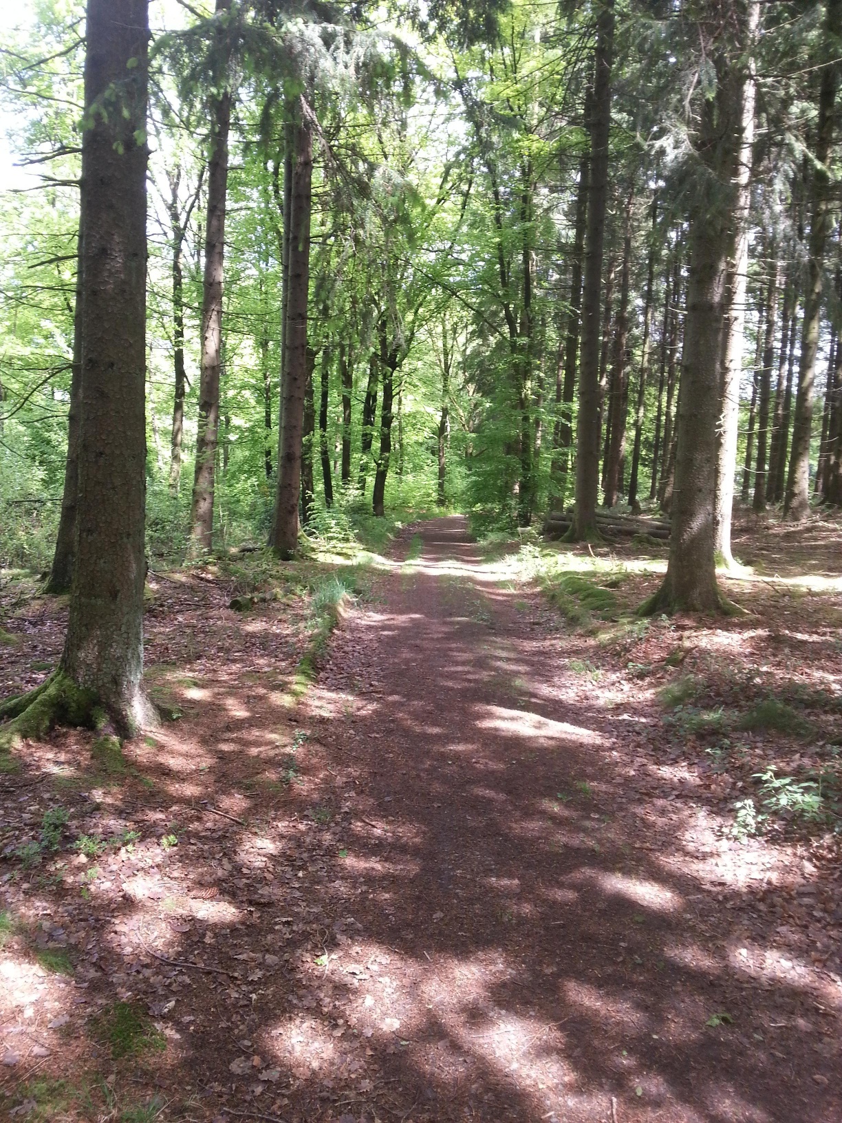 Schöne Wege durch den Wald Schöne Wege durch den Wald