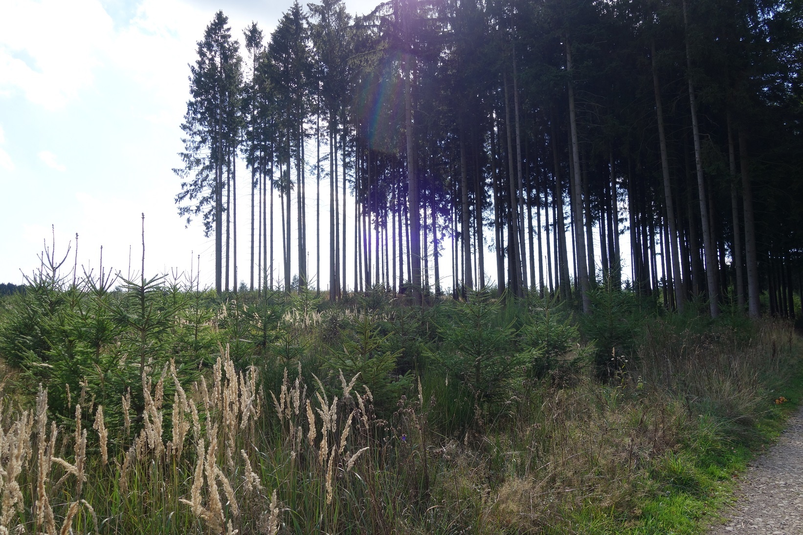 Abwechslungsreiche Flora Abwechslungsreiche Flora