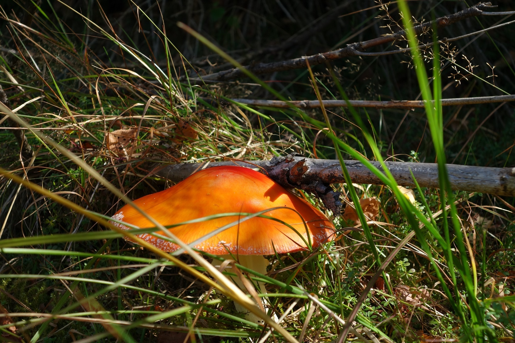 Farbenfroh geht es am Wegesrand zu...aber Vorsicht ist geboten!