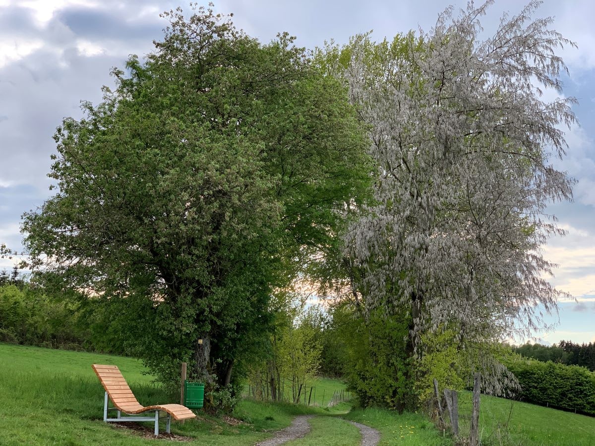 Waldsofa am Roden-Hennes-Weg Waldsofa am Roden-Hennes-Weg