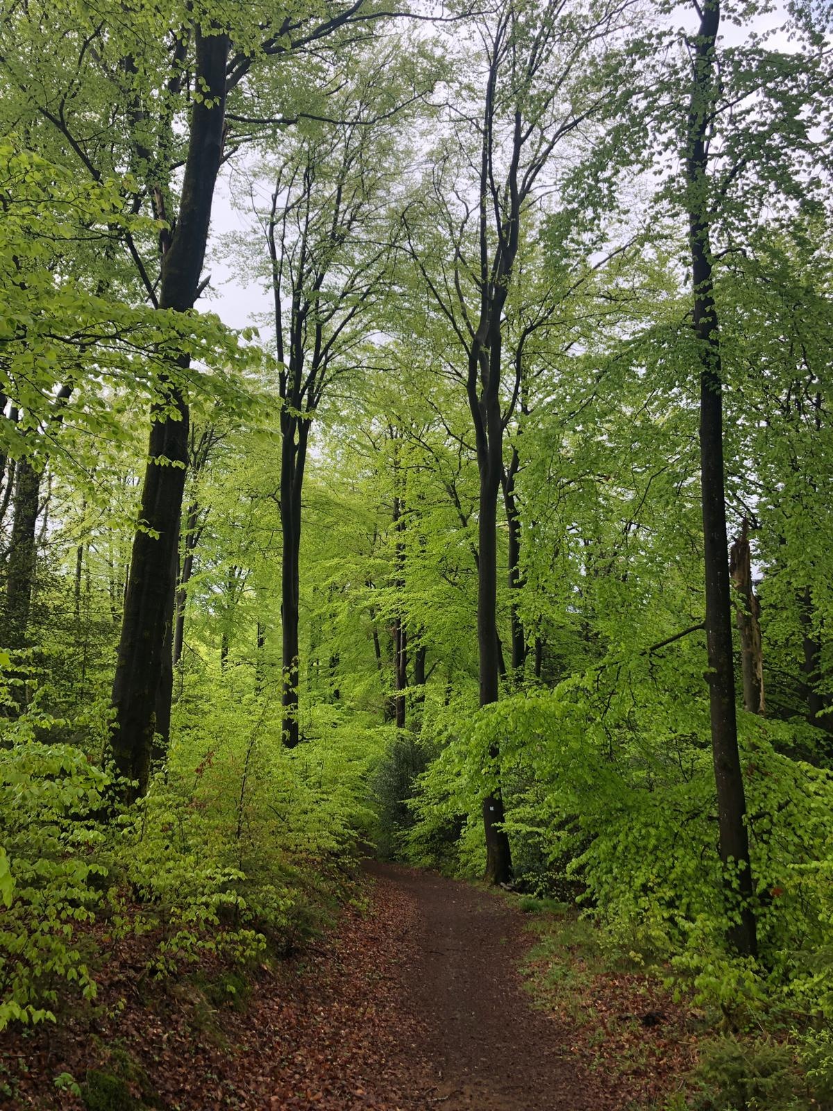 Leuchtendgrüne Buchenwälder Leuchtendgrüne Buchenwälder