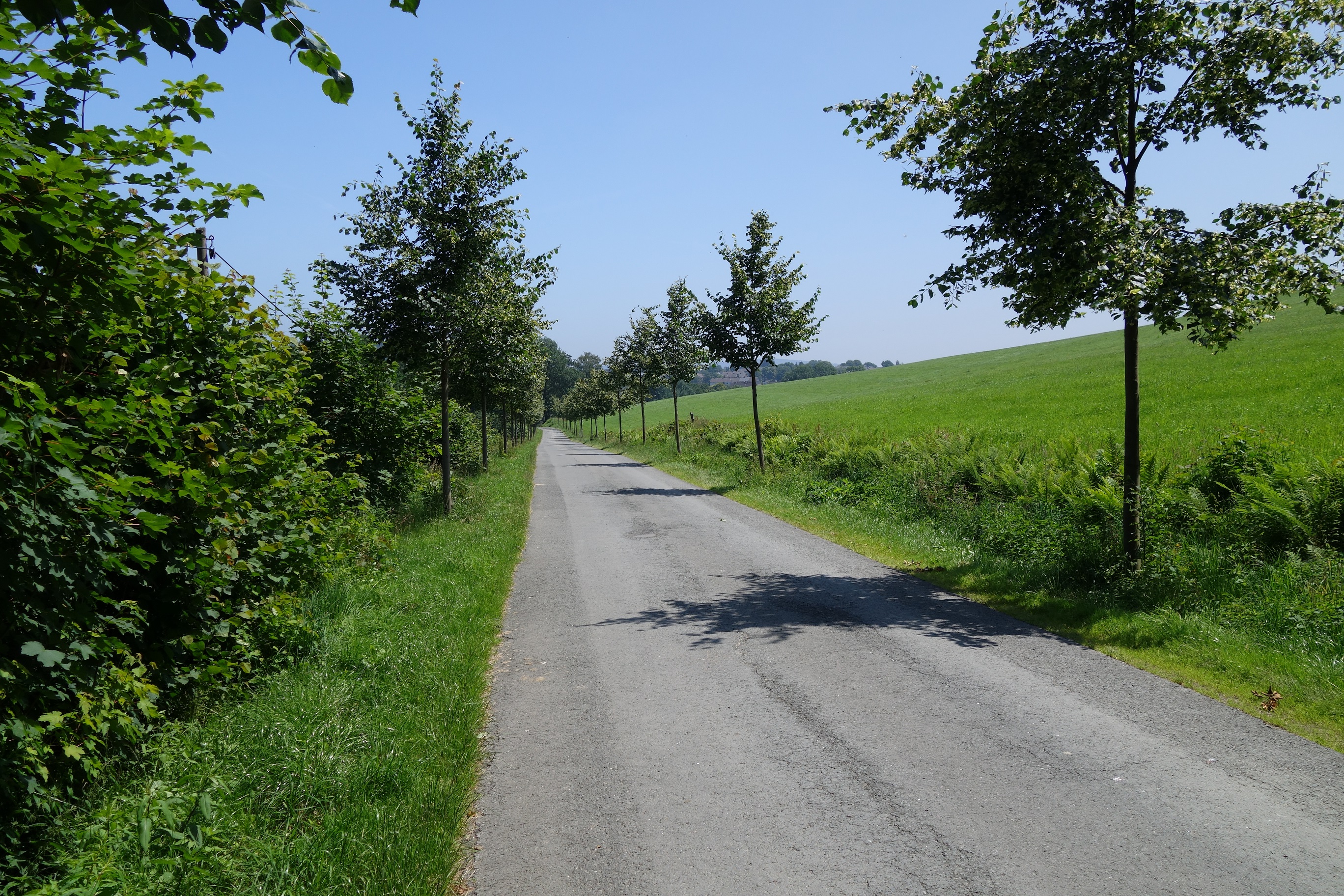 Eine kleine Allee begleitet den Wegeverlauf bei der Siedlung Isenburg