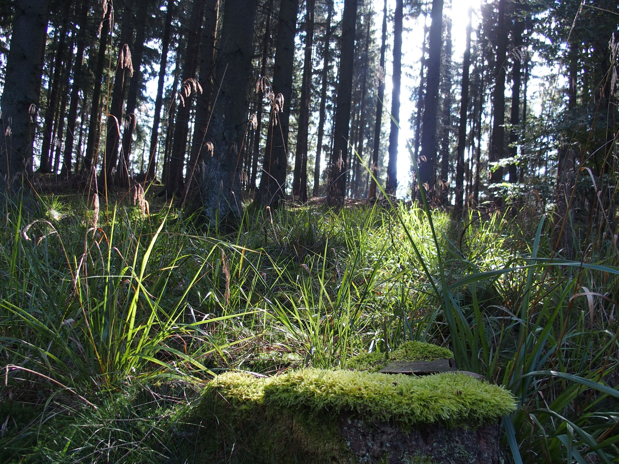 Wald